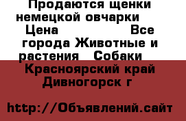 Продаются щенки немецкой овчарки!!! › Цена ­ 6000-8000 - Все города Животные и растения » Собаки   . Красноярский край,Дивногорск г.